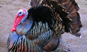 Wybito 24 tysiące indyków za sprawą wysoce zjadliwej grypy