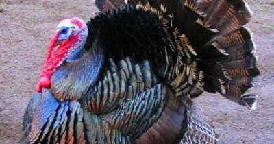 Wybito 24 tysiące indyków za sprawą wysoce zjadliwej grypy