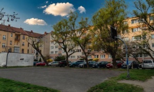 Kiedy drzewa stają się zagrożeniem. Spór o bezpieczeństwo przy Orzeszkowej narasta