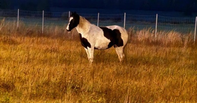 Koń - uciekinier na A 4