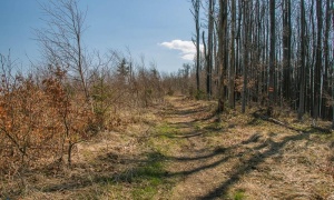 Wieża widokowa na Kłodzkiej Górze (FOTO)