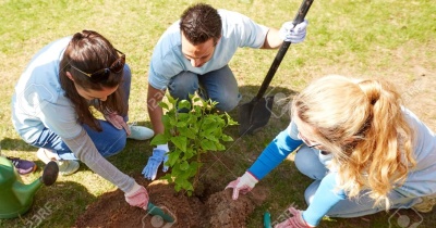 Lubin stawia na zieleń: zakończono nasadzenia drzew i krzewów w mieście