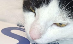 Święta bliżej domu. Wyjątkowa inicjatywa legnickiego szpitala