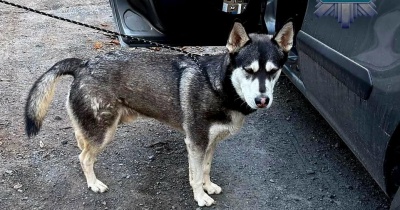 36-latek odpowie za porzucenie husky’ego