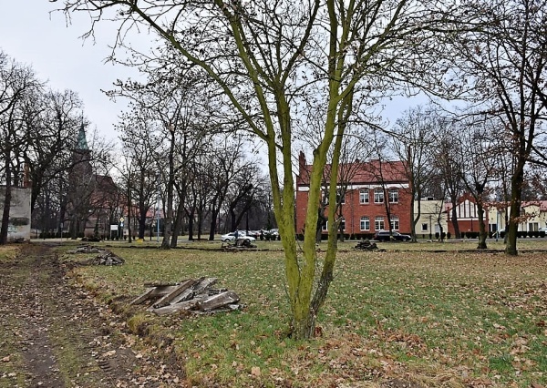Rewitalizują miejską zieleń (FOTO)