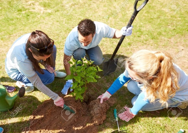 Lubin stawia na zieleń: zakończono nasadzenia drzew i krzewów w mieście