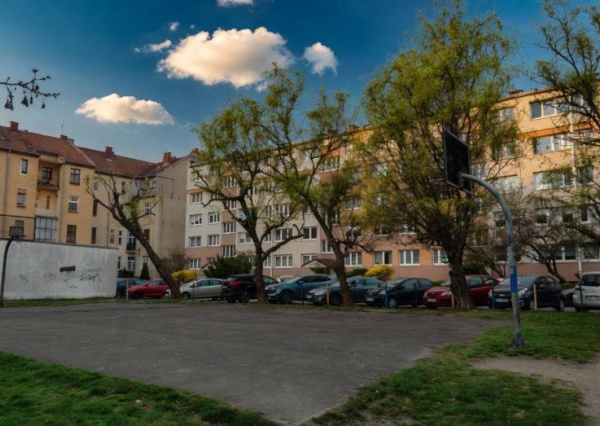 Kiedy drzewa stają się zagrożeniem. Spór o bezpieczeństwo przy Orzeszkowej narasta