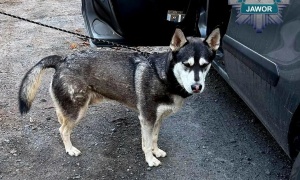 36-latek odpowie za porzucenie husky’ego