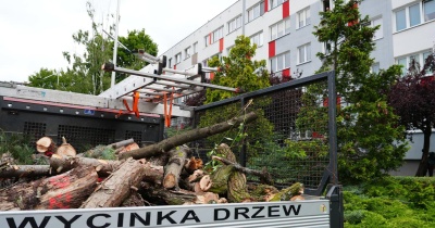 Ruszyła pielęgnacja i wycinka drzew w Polkowicach. Prace potrwają do końca października