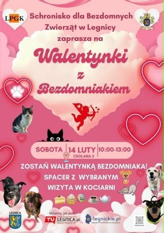 „Walentynki z Bezdomniakiem” w legnickim schronisku 