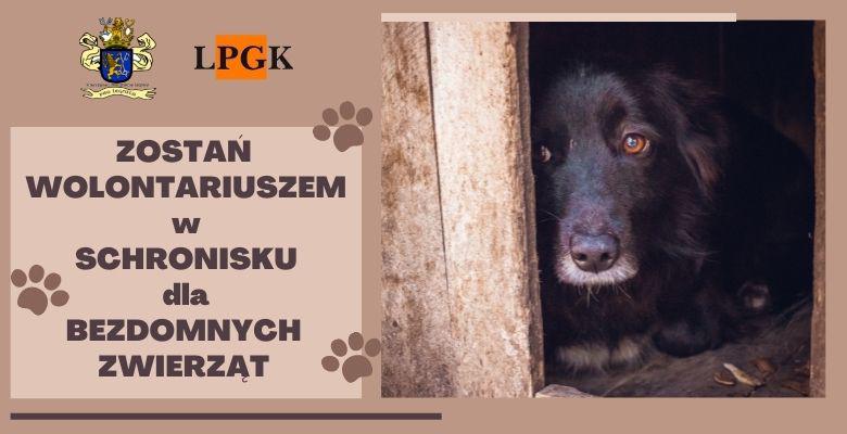Nabór wolontariuszy do legnickiego schroniska dla zwierząt