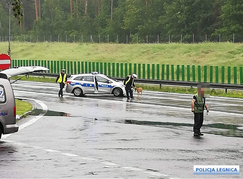 Jelonek na A-4. Skuteczna akcja policji!