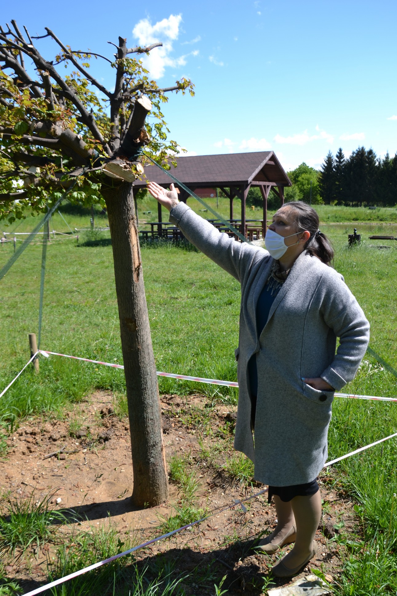 Zamiast wyciąć - przesadzono. Klony uratowane!