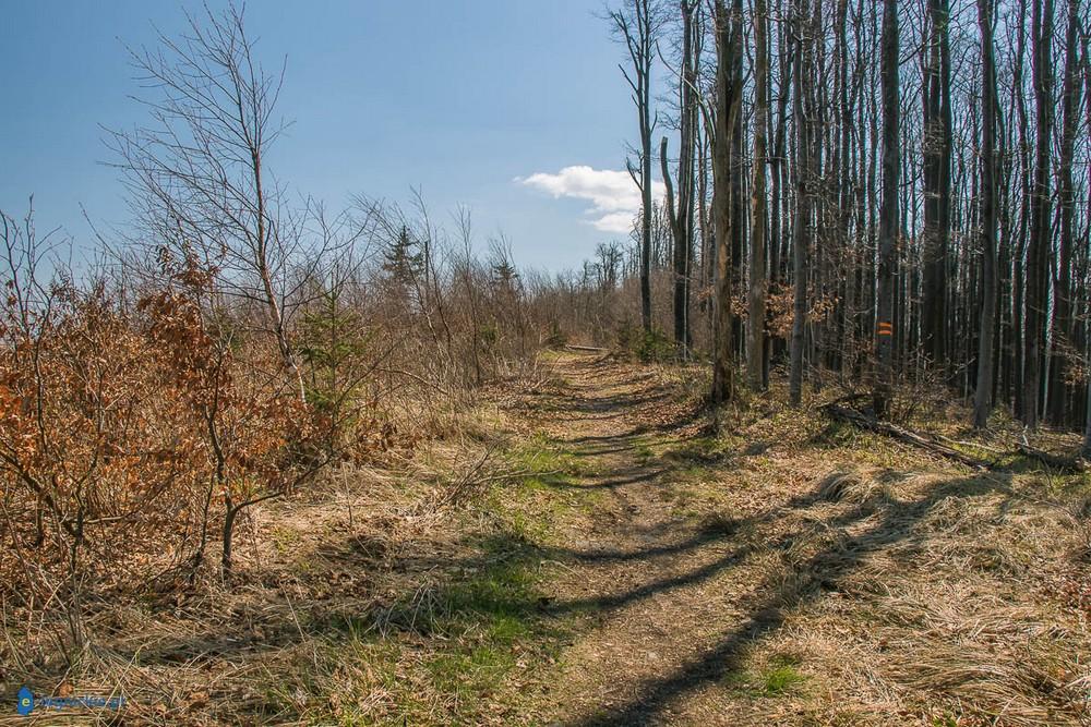 Wieża widokowa na Kłodzkiej Górze (FOTO)