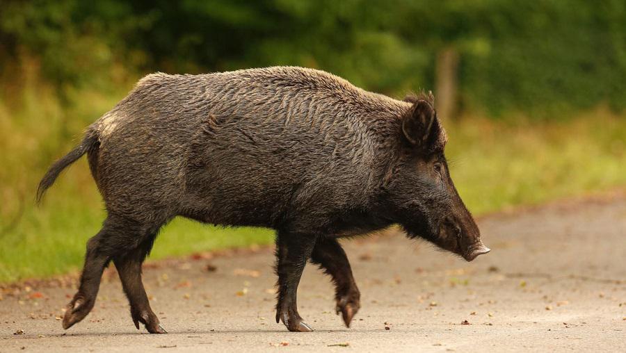 Grzybiarza zaatakował dzik