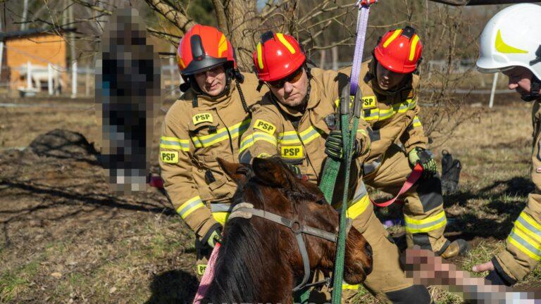 Strażacy uratowali konia ze stawu 