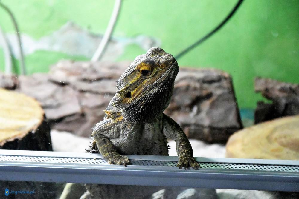 Afera w palmiarni: ekspertyza biologów kontra opinia biegłej. Komu da wiarę prokurator?