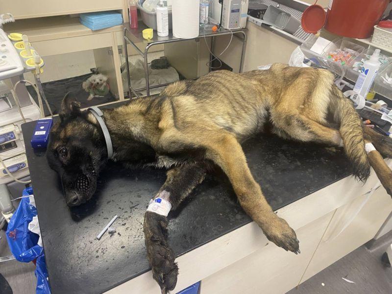 Są zarzuty za znęcanie się nad psami