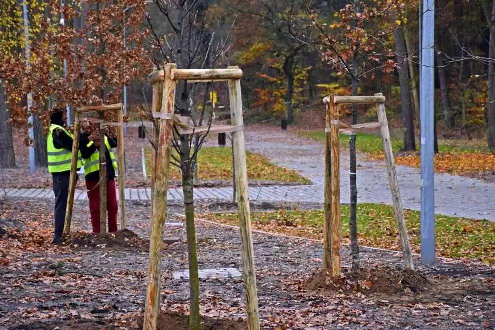 Lubin stawia na zieleń: zakończono nasadzenia drzew i krzewów w mieście