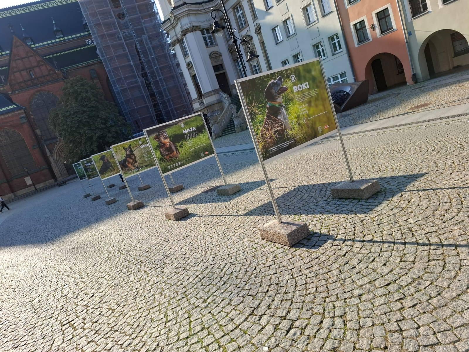 "Adoptuj mnie" na legnickim Rynku