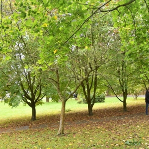 rewitalizacja-parku-w-polkowicach-fot-zjak17