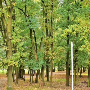 rewitalizacja-parku-w-polkowicach-fot-zjak18