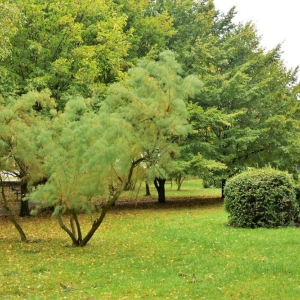 rewitalizacja-parku-w-polkowicach-fot-zjak20