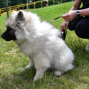 wystawa-psow-fot-ewajak012