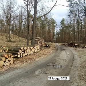 wycinka-milogostowice-fot-ewajak012