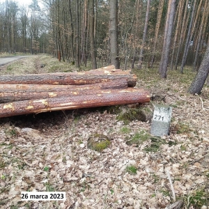 wycinka-milogostowice-fot-ewajak027