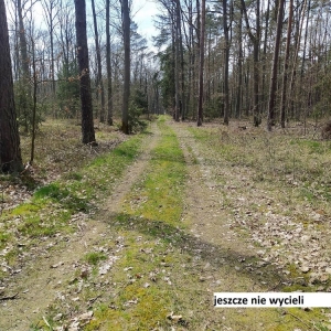 wycinka-milogostowice-fot-ewajak123