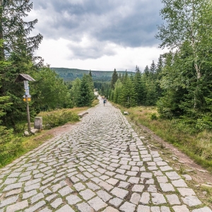 pielgrzymi-slonecznik-strzecha-fot-ewa-jakubowska03