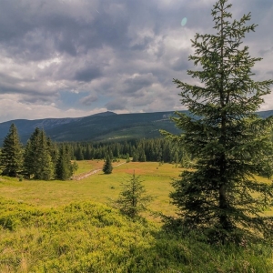pielgrzymi-slonecznik-strzecha-fot-ewa-jakubowska12