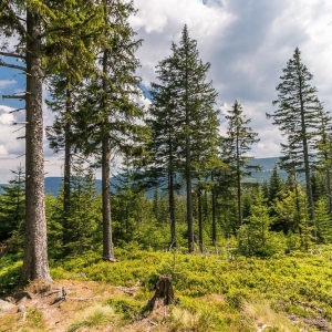 pielgrzymi-slonecznik-strzecha-fot-ewa-jakubowska13