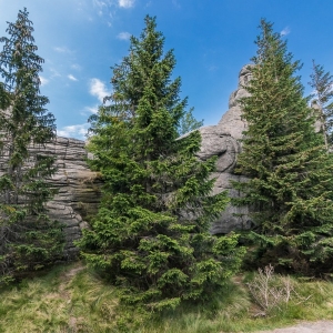 pielgrzymi-slonecznik-strzecha-fot-ewa-jakubowska20