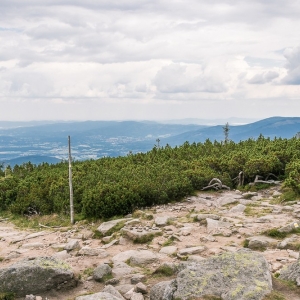 pielgrzymi-slonecznik-strzecha-fot-ewa-jakubowska34