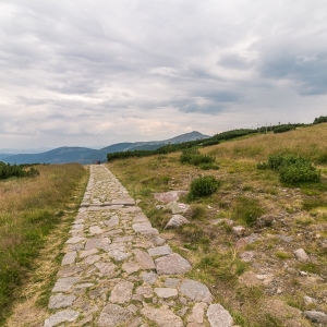 pielgrzymi-slonecznik-strzecha-fot-ewa-jakubowska49