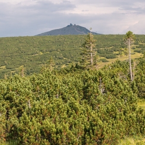 pielgrzymi-slonecznik-strzecha-fot-ewa-jakubowska64