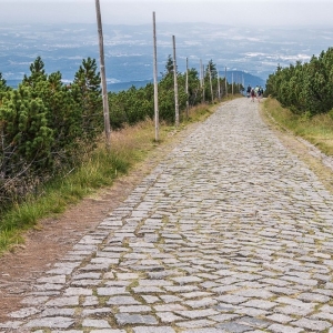 pielgrzymi-slonecznik-strzecha-fot-ewa-jakubowska73