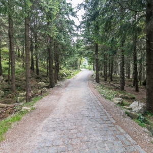 pielgrzymi-slonecznik-strzecha-fot-ewa-jakubowska92