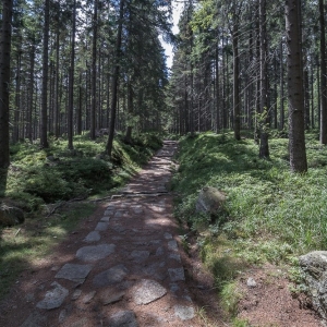 sniezne-kotly-fot-ewa-jakubowska11