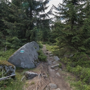 sniezne-kotly-fot-ewa-jakubowska24