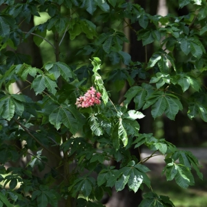 park-prochowice-fot-ewa-jakubowska25