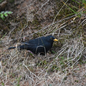 samotnia-karpacz-fot-ewa-jakubowska016