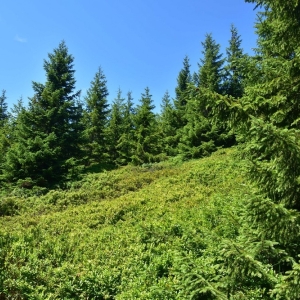 schronisko-jelenka-fot-ewa-jakubowska30