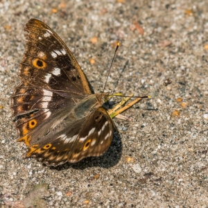 luk-muzakowa-fot-ewajak37