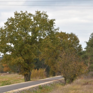 sciezka-rowerowa-lisowice-fot-ewajak60.jpg