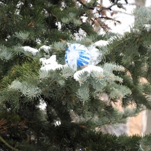 chiunka-kunice-fot-zjak16.jpg