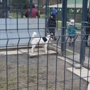 schronisko_dzien_babci_dziadkaa_fot_dawid_soltys02.jpg
