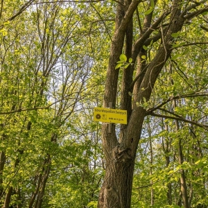 dwie-wieze-swietych-fot-ewajak60.jpg